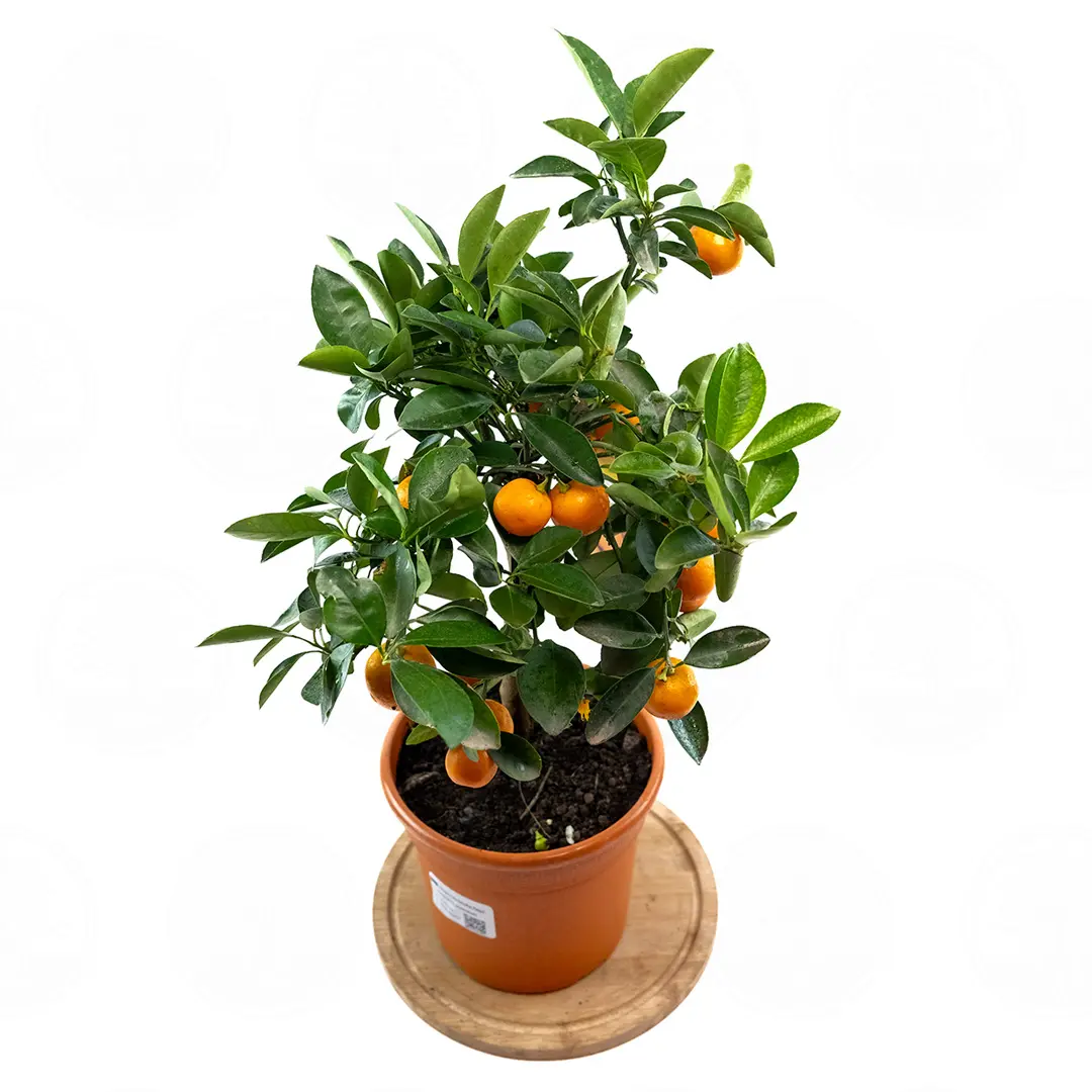 Каламондин / Calamondin — цитрусовое растение, детальное фото
