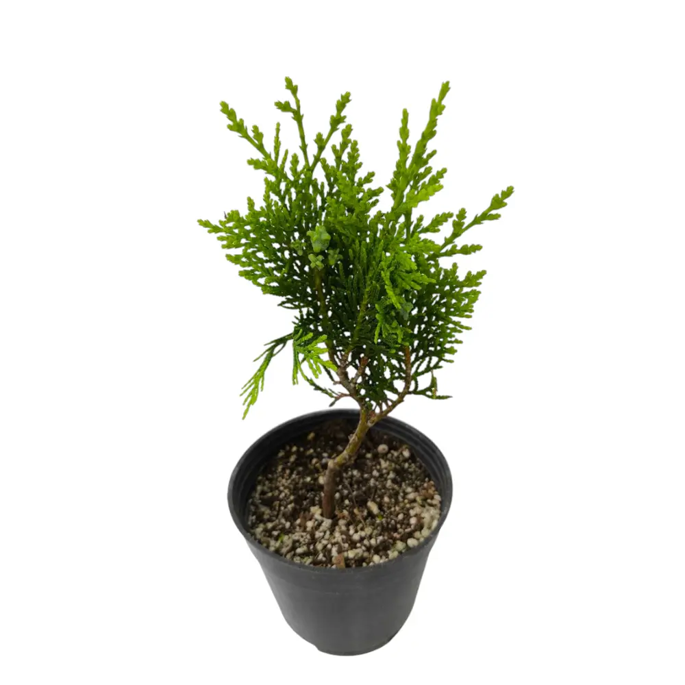 Туя Восточная / Thuja Orientalis pyramidalis купить