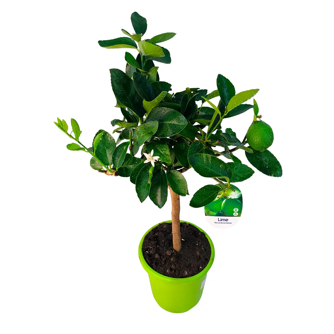 Лайм Таити / Lime Tahitian — цитрусовое растение, детальное фото
