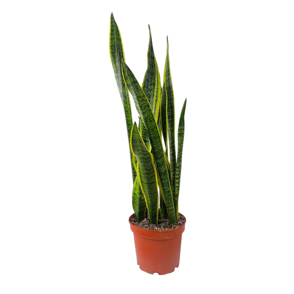 Сансевиерия Лауренти / Sansevieria trifasciata Laurentii купить