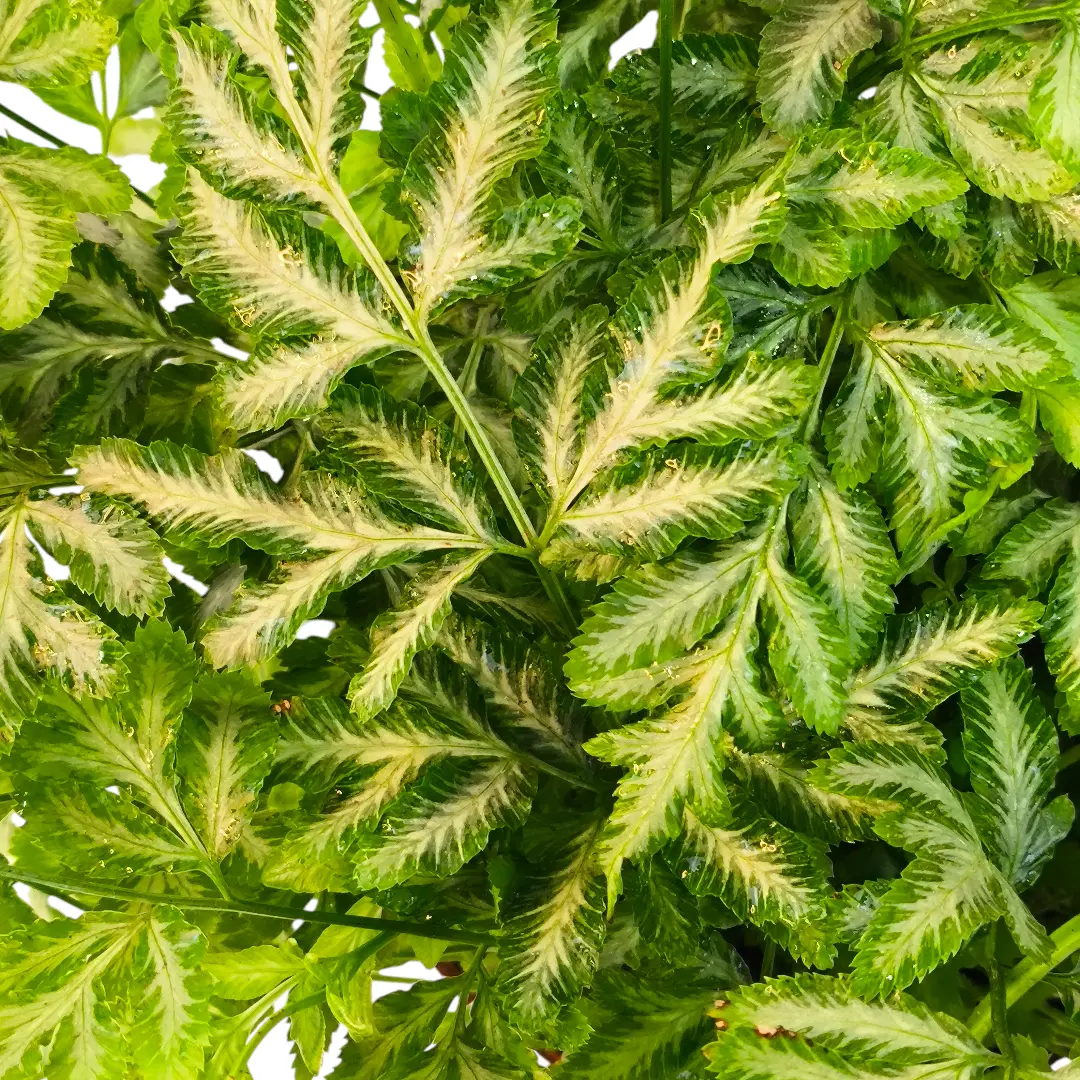 Птерис Виктория / Pteris ensiformis var. victoriae купить