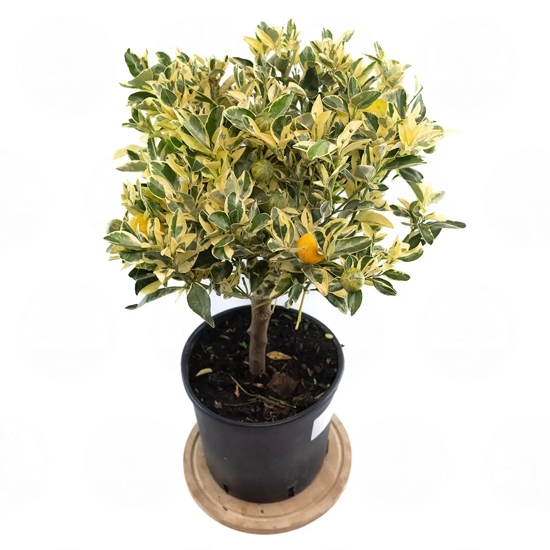 Каламондин вариегатный / Calamondin — цитрусовое растение, детальное фото
