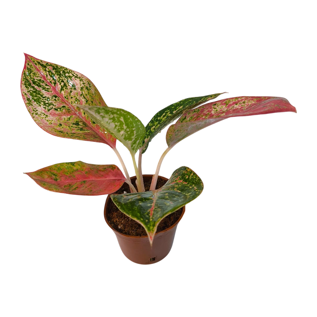 Аглаонема Руби Супер Пинк / Aglaonema 'Ruby Super Pink купить