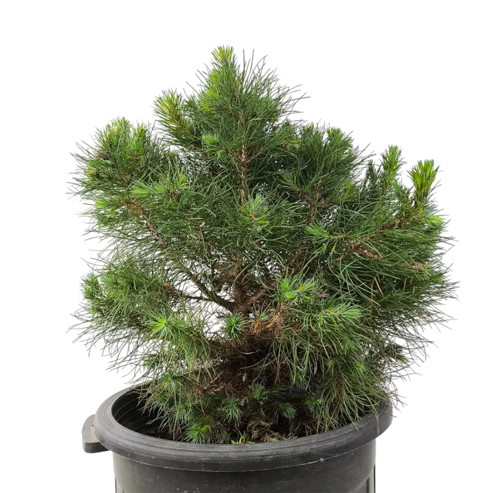 Сосна горная / Pinus mugo купить