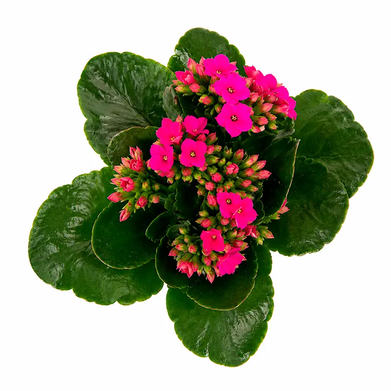 Каланхое Блооссфельда / Kalanchoe Blossfeldiana купить