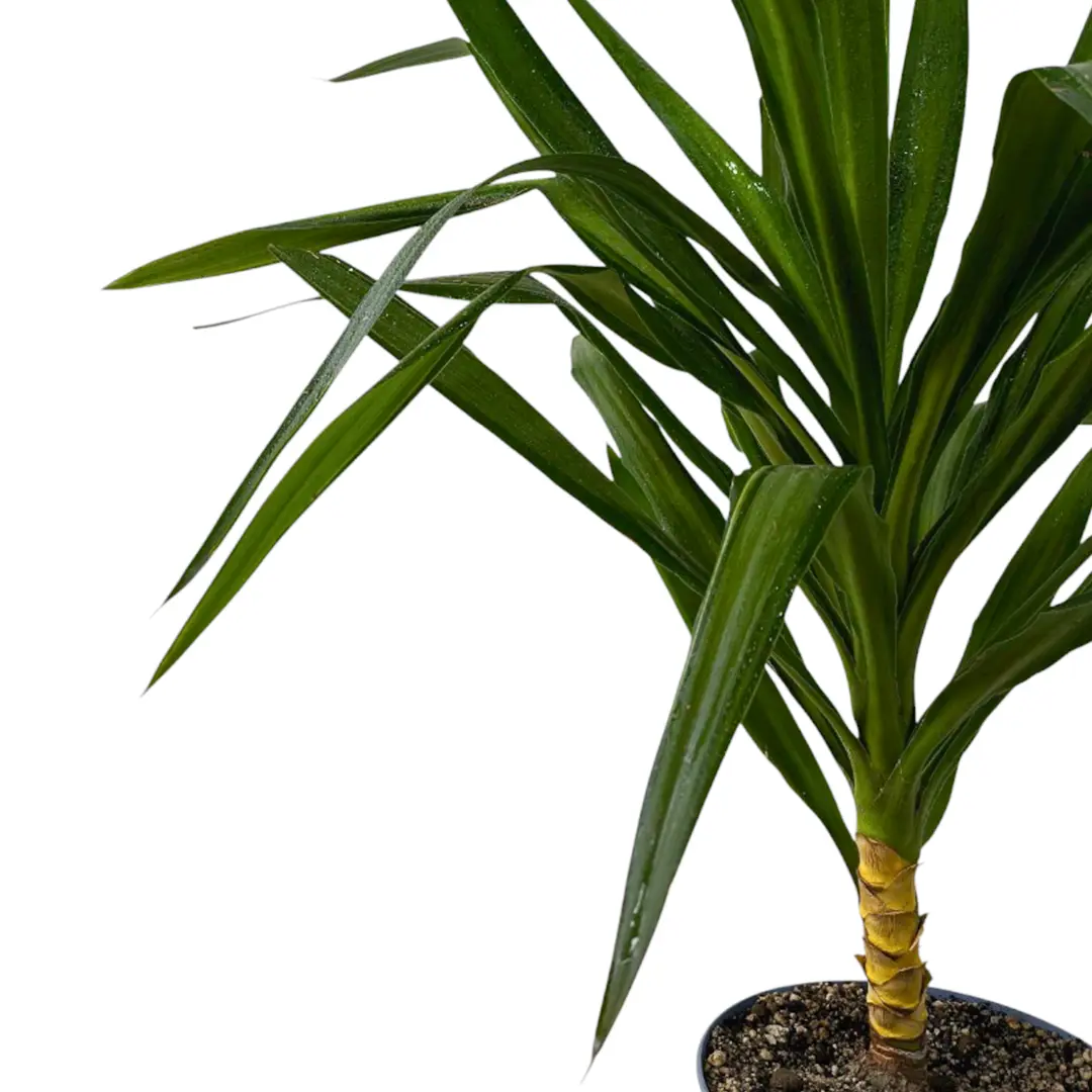 Юкка гигантская (без ствола) / Yucca gigantea купить