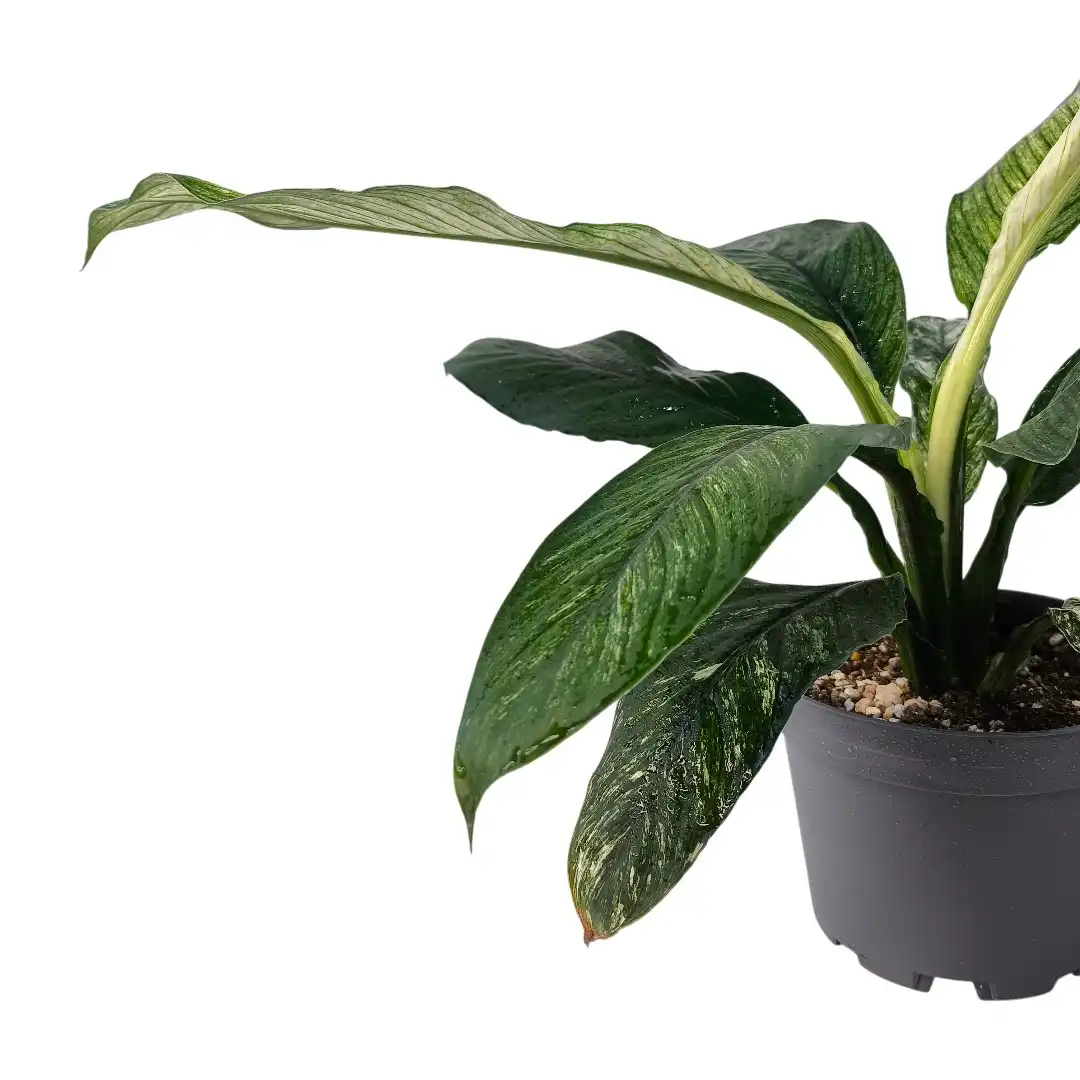 Спатифиллум Сенсейшен (Сенсация) / Spathiphyllum Sensation купить