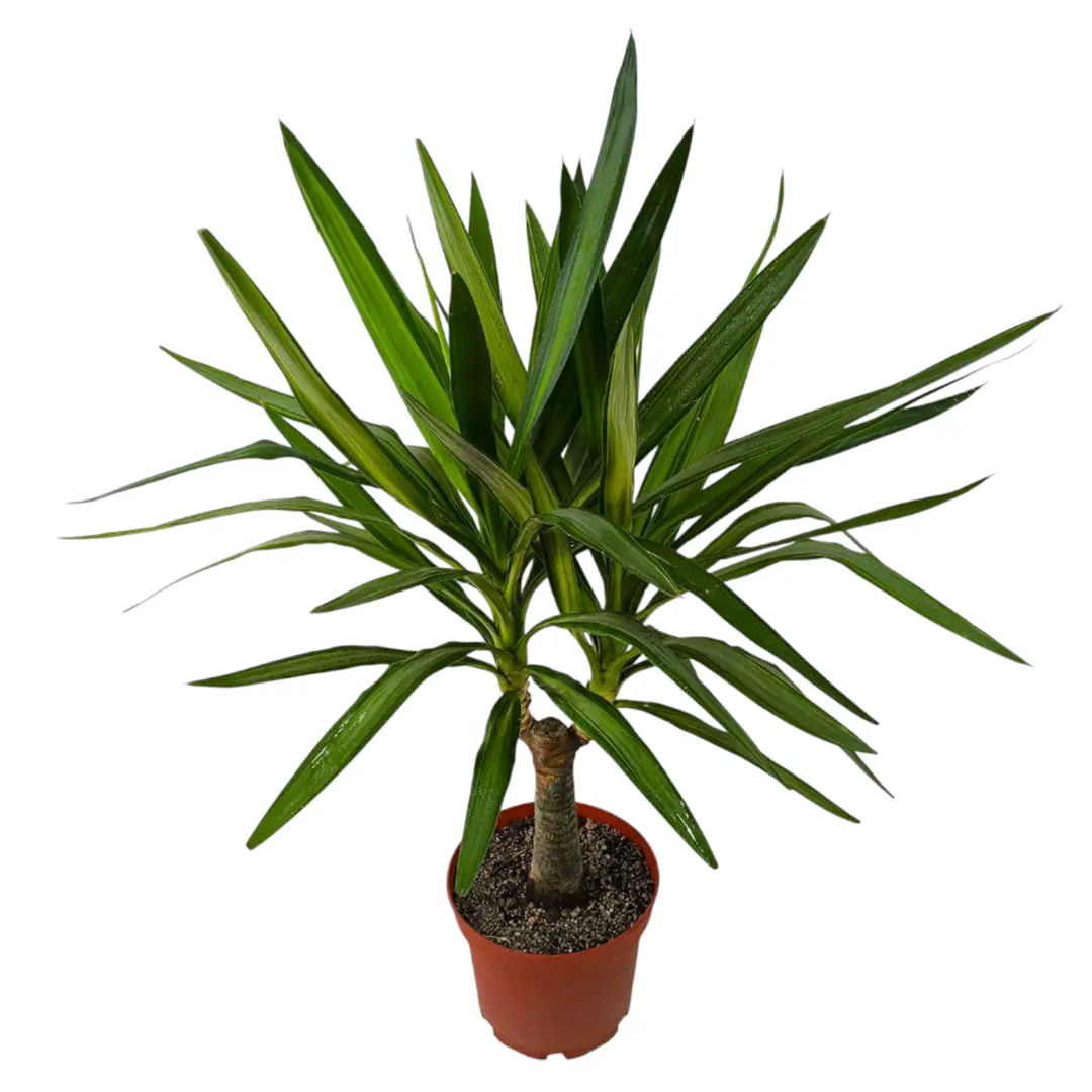 Юкка вариегатная / Yucca Variegata купить