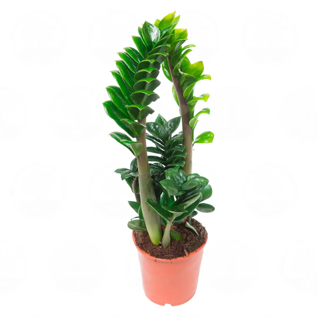 Замиокулькас Зензи / Zamioculcas zamiifolia Zenzi купить