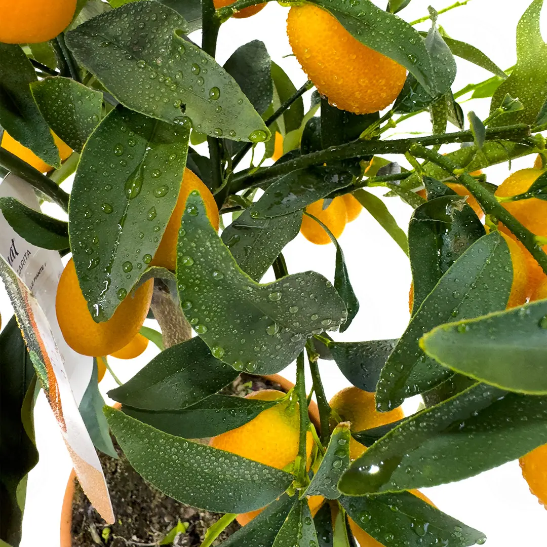 Кумкват Маргарита / Kumquat Margarita — цитрусовое растение, детальное фото

