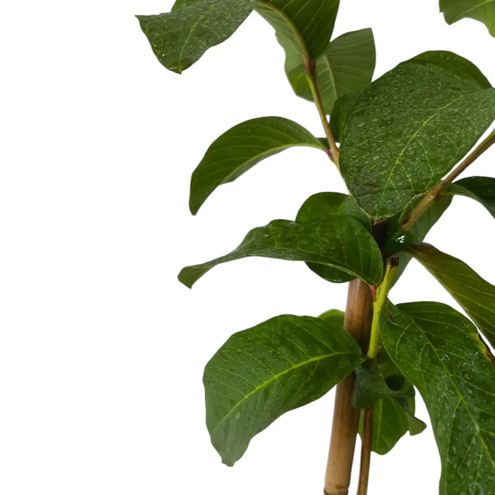 Гуава, псидиум Лимонная / Psidium guajava Lemon