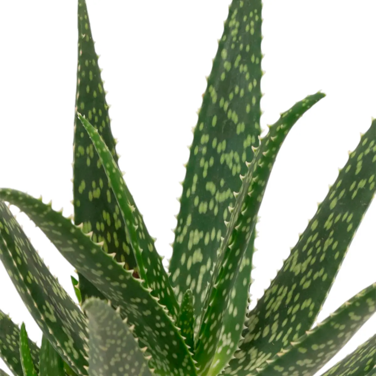 Алоэ Tropical купить