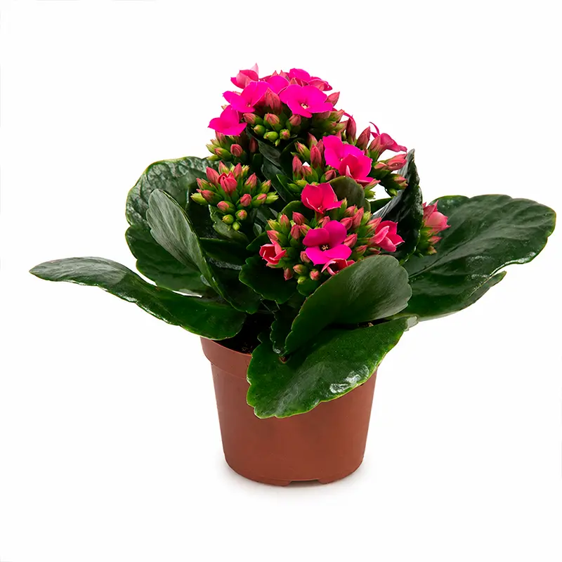 Каланхое Блооссфельда / Kalanchoe Blossfeldiana купить