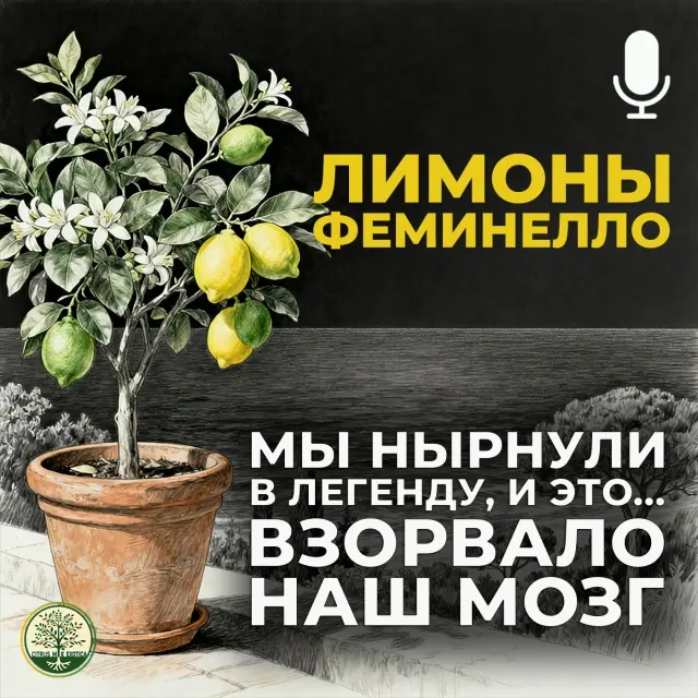 Лимоны Feminello: сицилийская легенда и секрет круглогодичного урожая