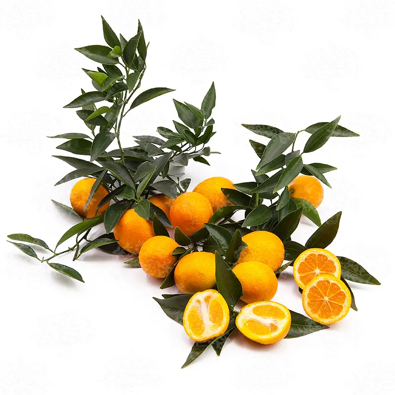 Оранжекват Ниппон / Orangequat Nippon — цитрусовое растение, детальное фото

