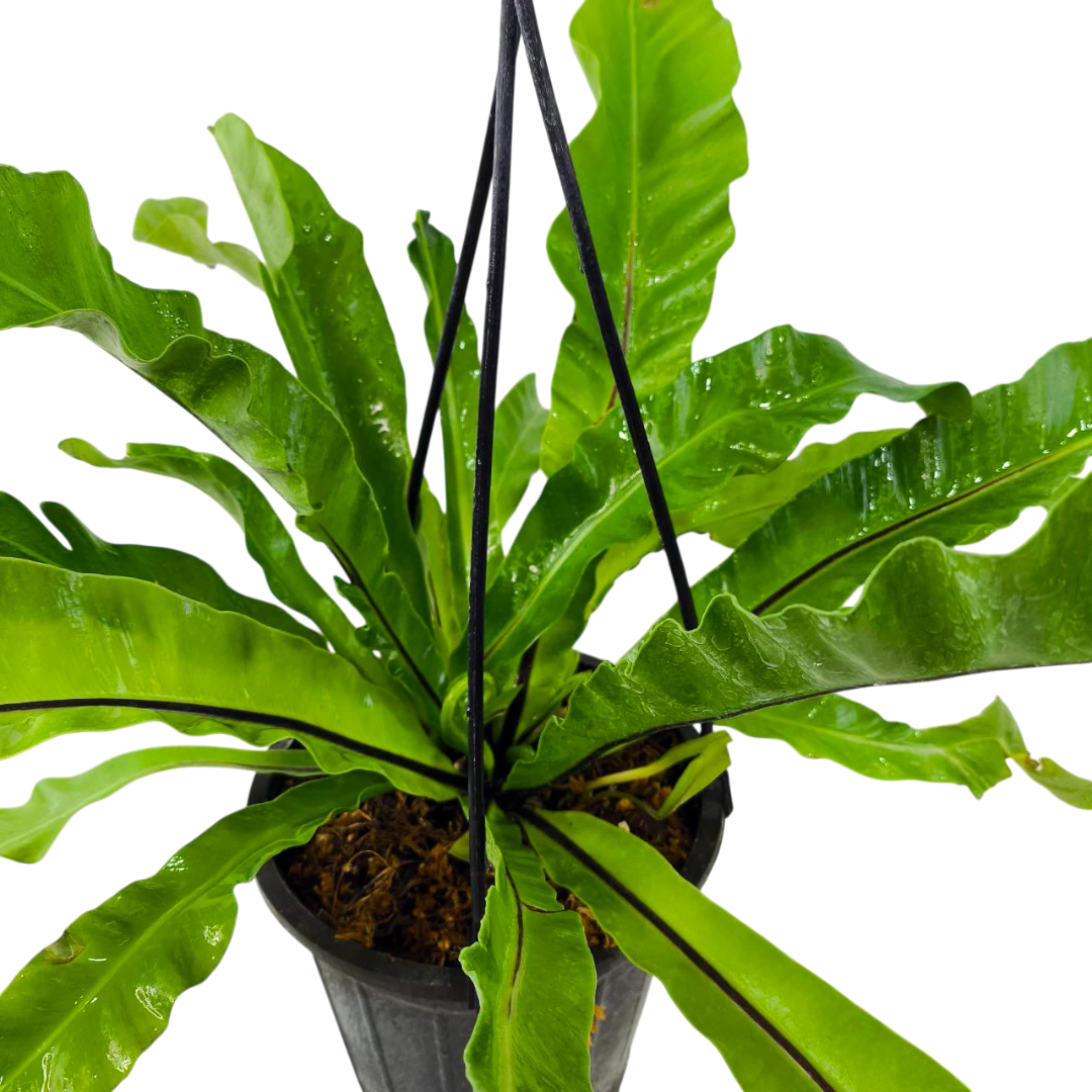 Асплениум / Asplenium Antiquum купить