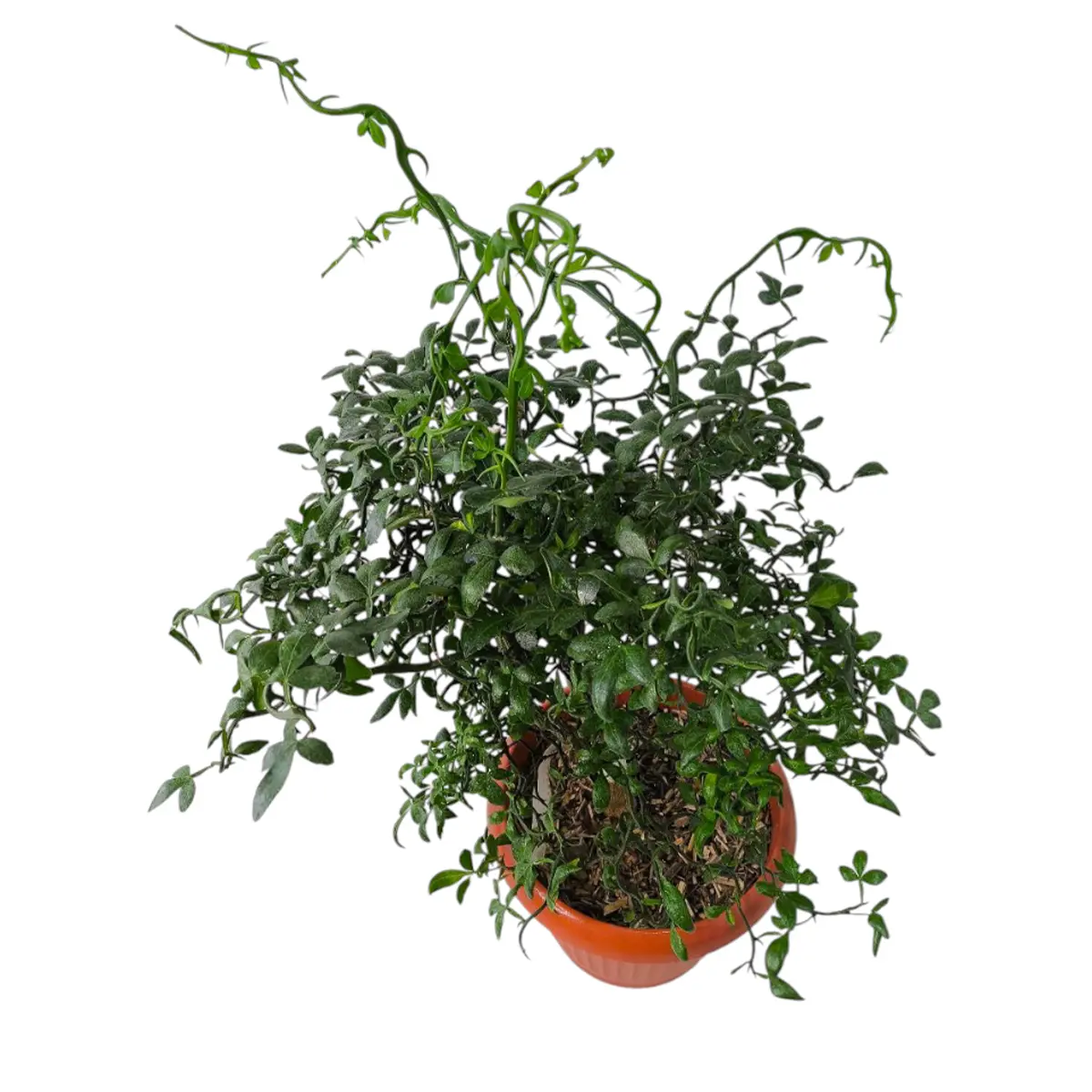 Понцирус Монструоза / Poncirus trifoliata Monstruosa — цитрусовое растение, детальное фото
