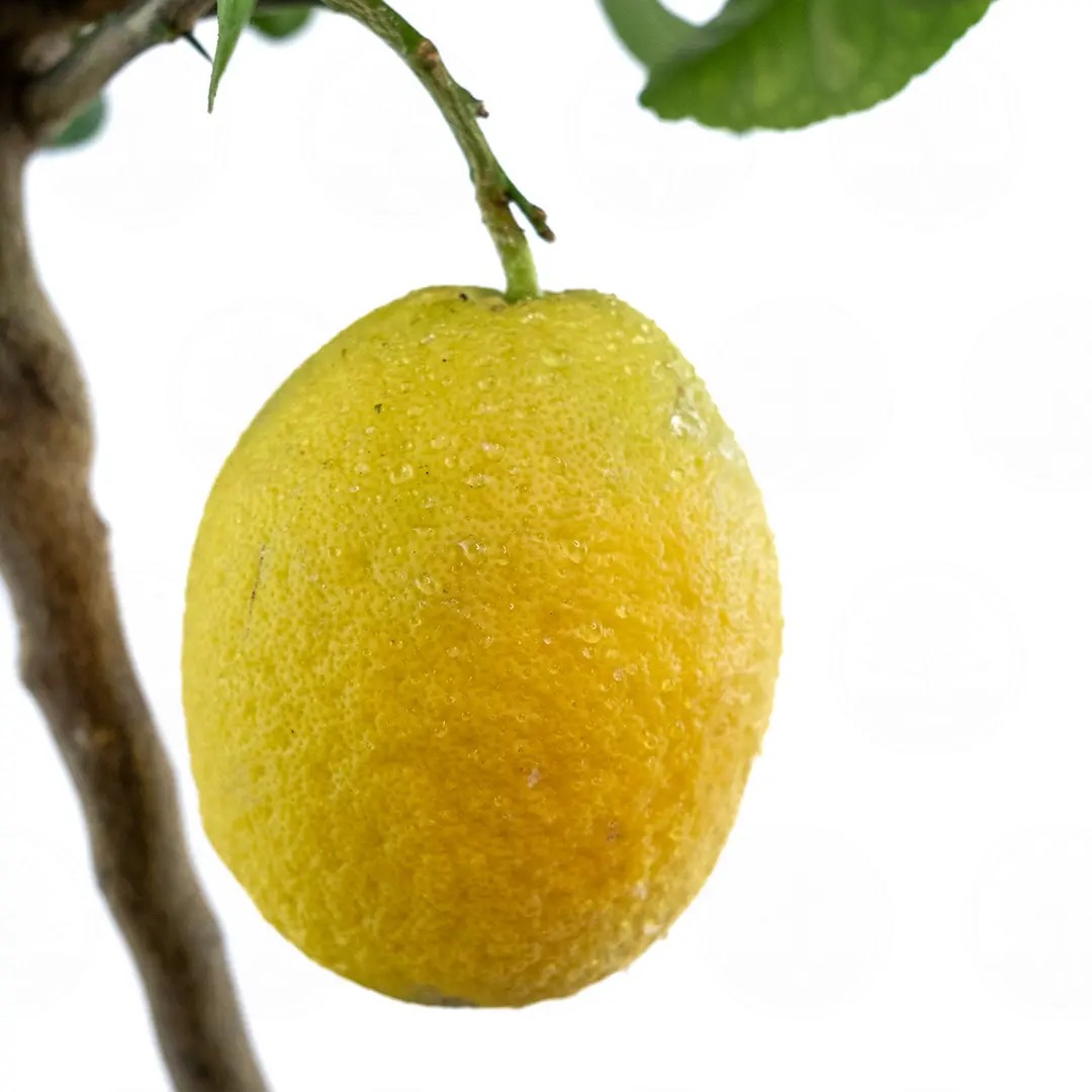 Цитрон Пиретто / Citrus medica Piretto — цитрусовое растение, детальное фото
