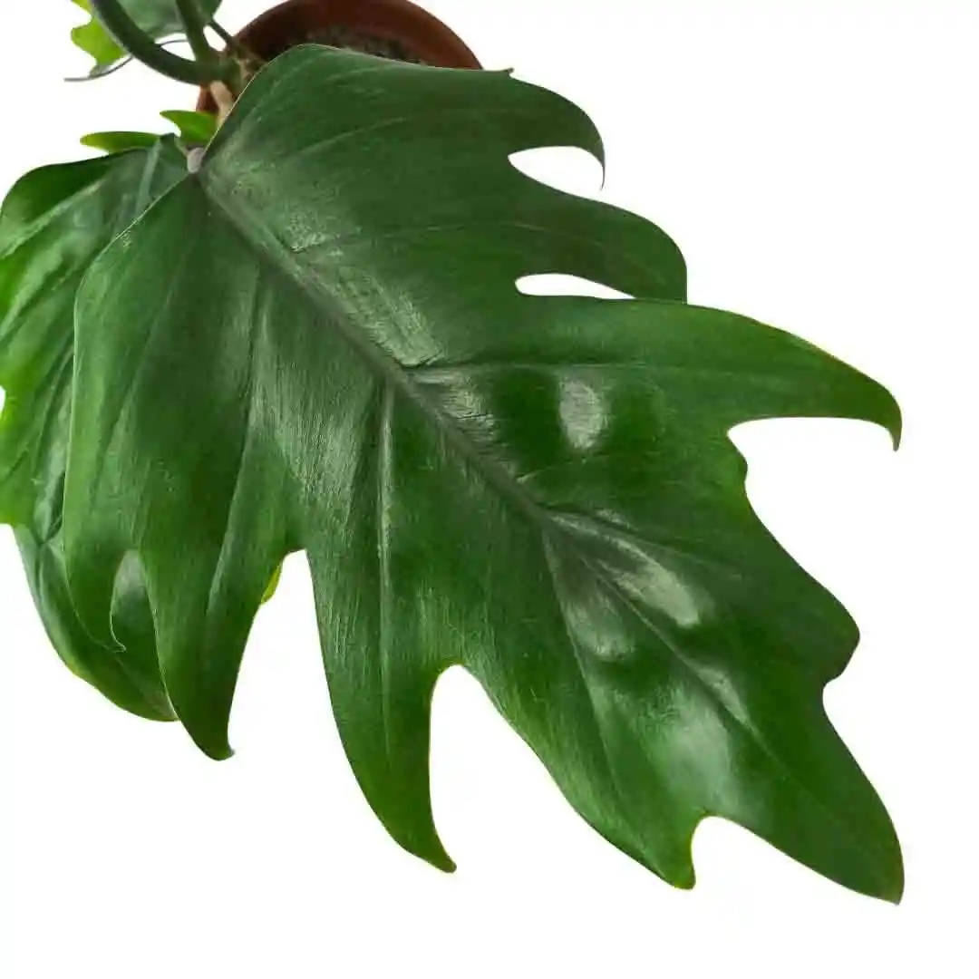 Филодендрон дваждыперистонадрезный/ Philodendron bipinnatifidum купить
