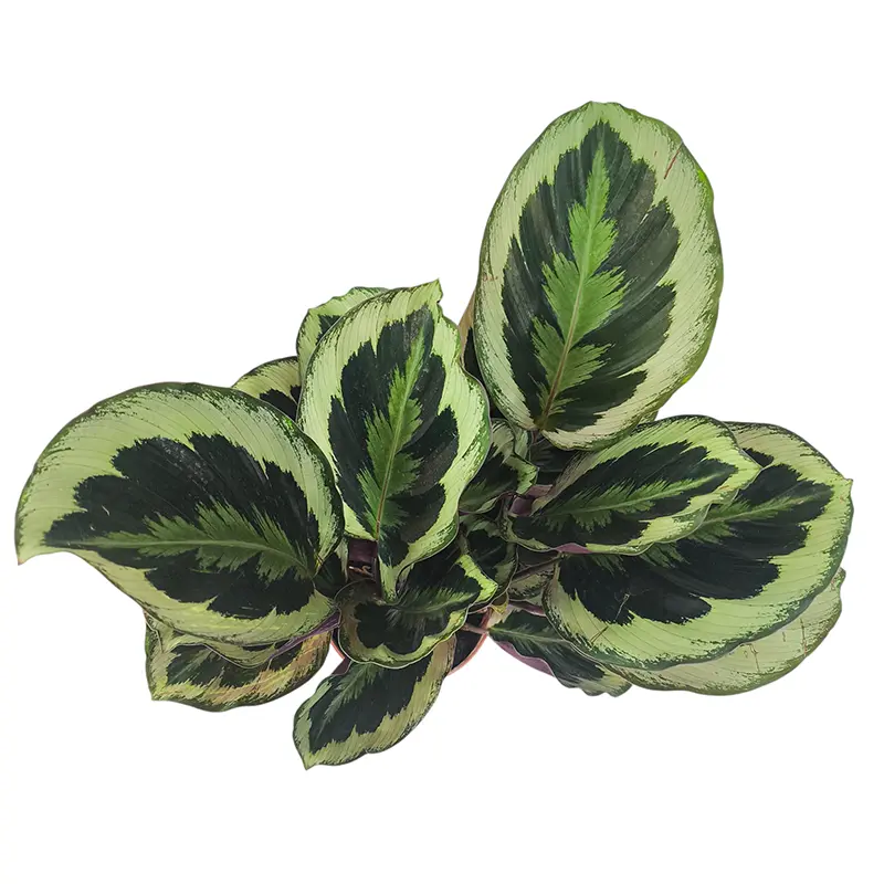 Калатея Розеопикта Грин / Calathea Roseopicta Green купить