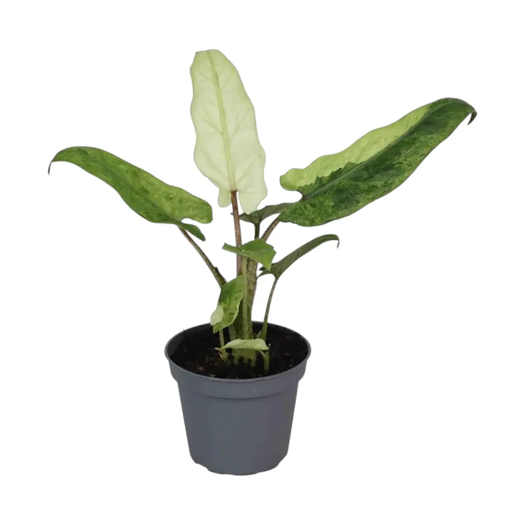 Алоказия Лаутербахиана / Alocasia Lauterbachiana купить