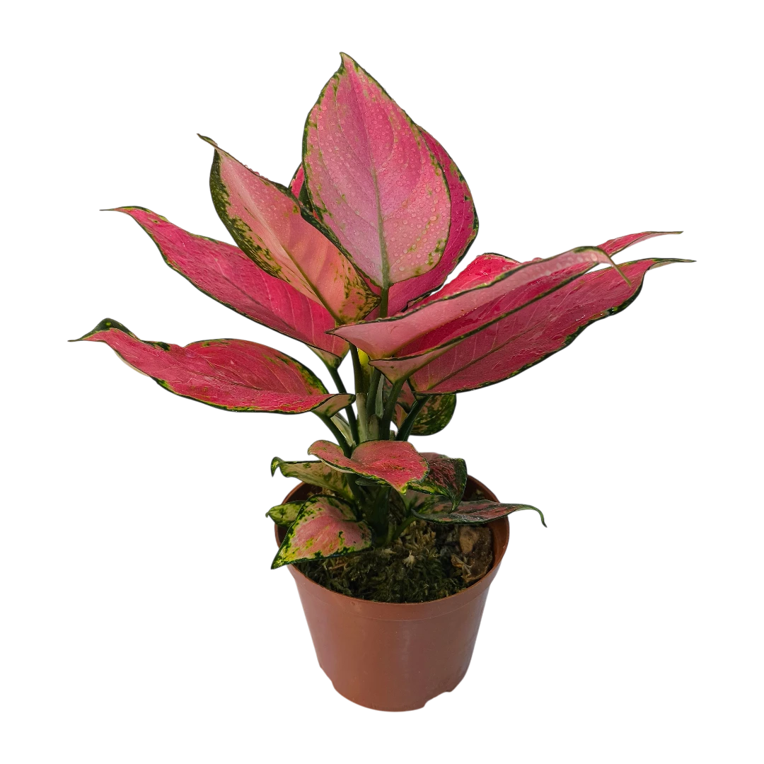 Аглаонема Джили Ред / Aglaonema Jili Red купить