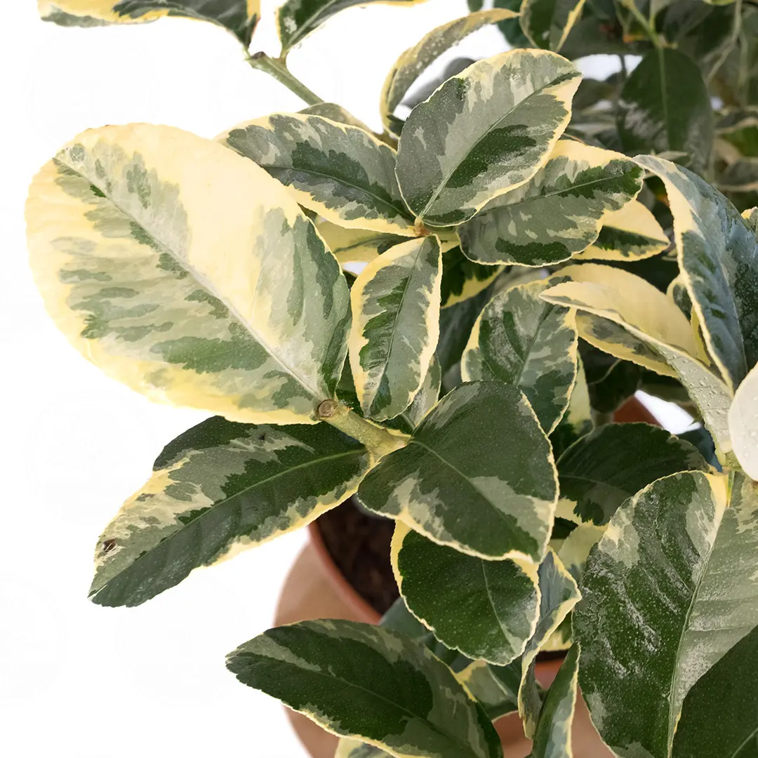 Лайм Таити вариегатный / Lime Tahitian — цитрусовое растение, детальное фото
