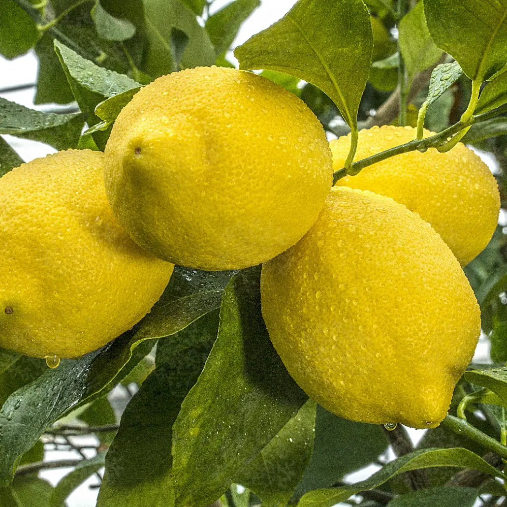 Купить лимон Фемминелло Загара Бьянка (Citrus limon "Femminello zagara bianca")