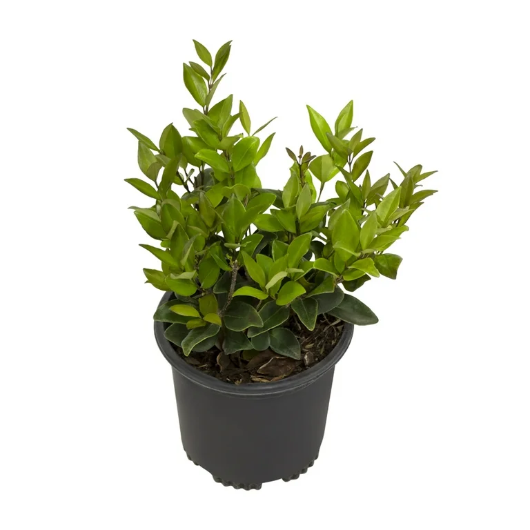 Лигуструм Тексанский / Ligustrum Texanum купить