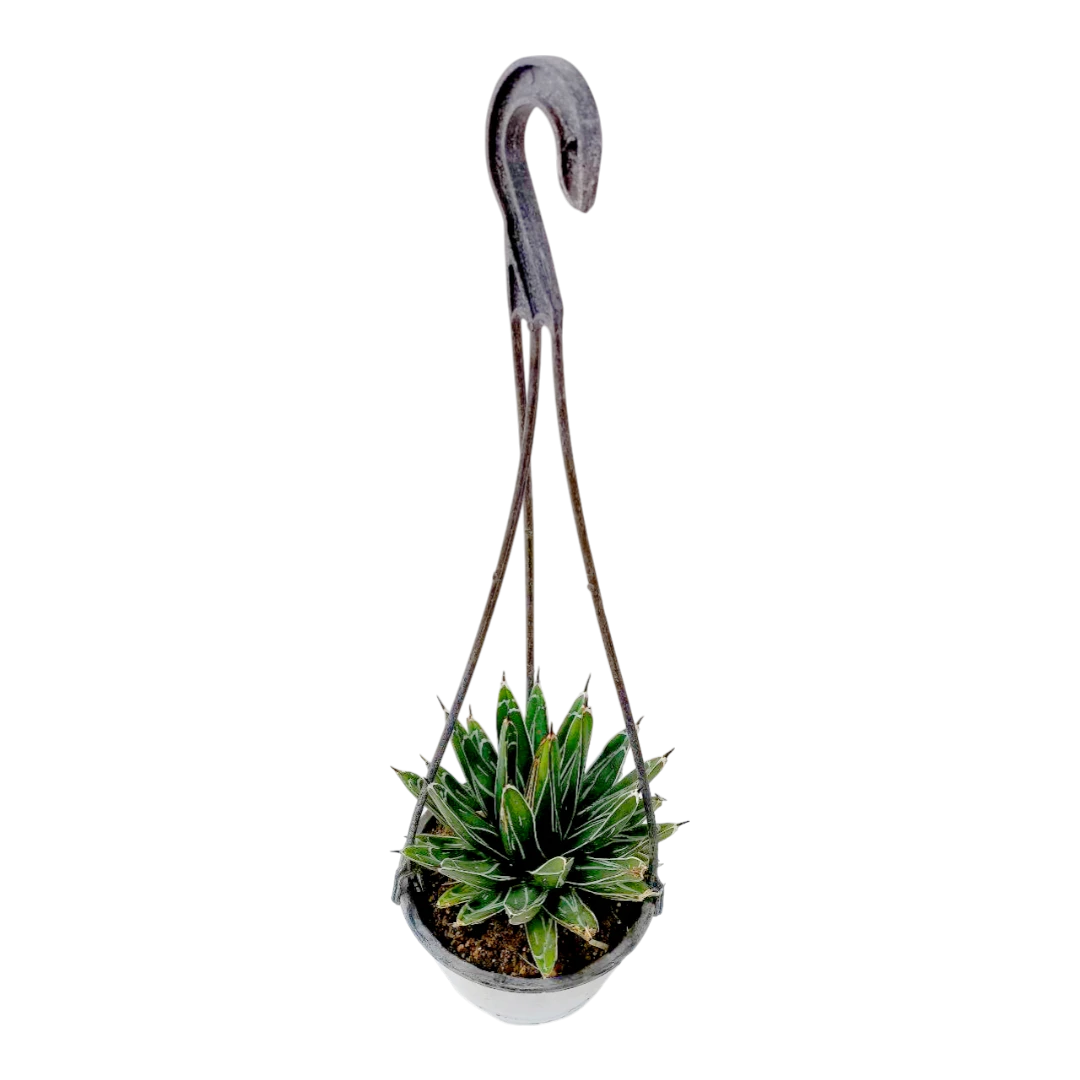 Агава "Виктория Регина" / Agave "Victoriae Reginae" купить