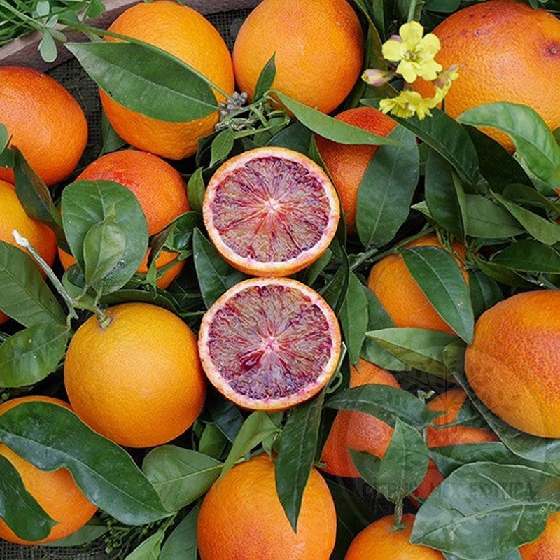 Апельсин Сангвинелли / Orange Sanguinelli — цитрусовое растение, детальное фото
