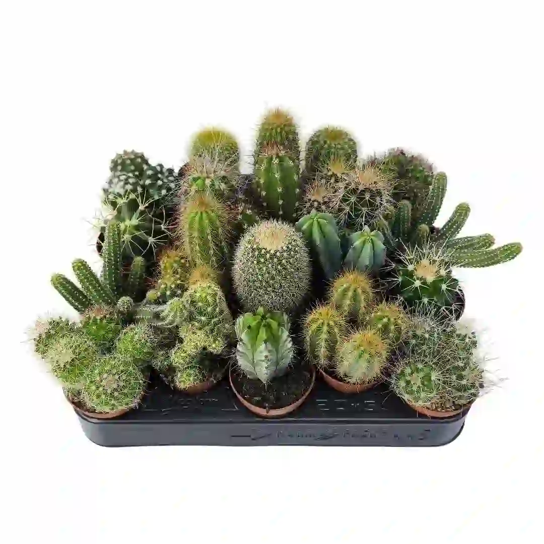 Кактус Микс/ Cactus Mix купить
