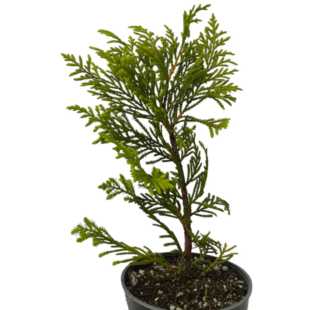 Кипарис Лейланда Голд Райдер / Cupressus Leylandii Gold Rider купить