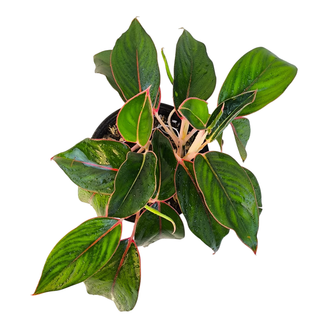 Аглаонема Сапфир / Aglaonema Sapphire, Sapphire Suzanne купить