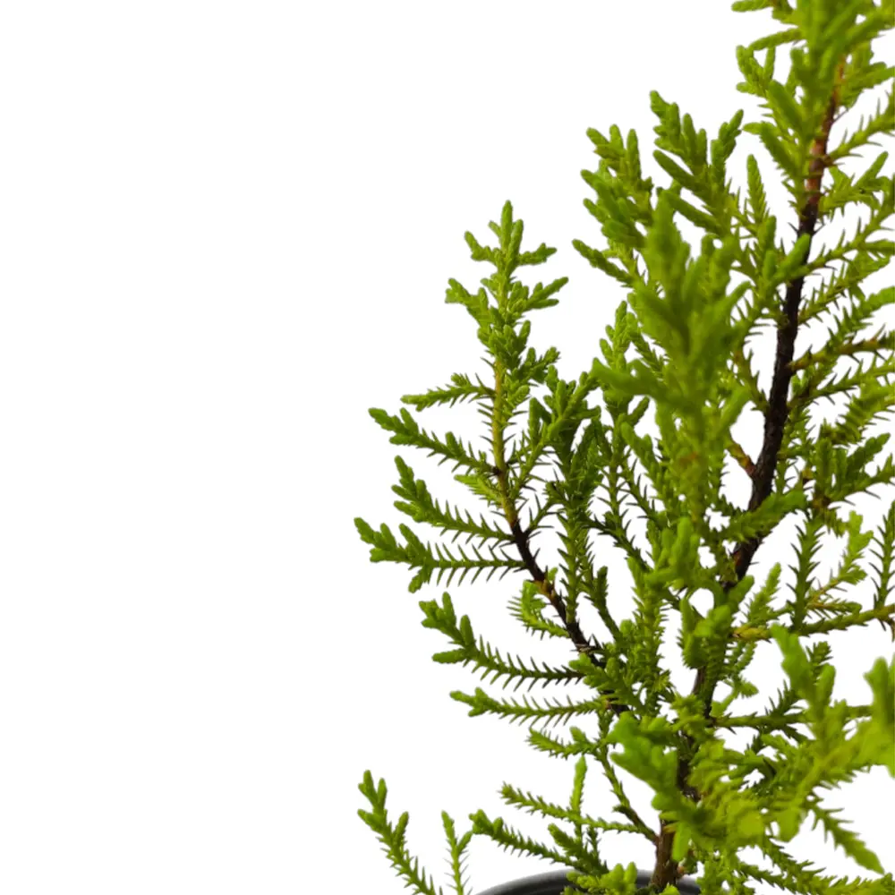 Кипарис Лейланда / Cupressus Leylandii купить