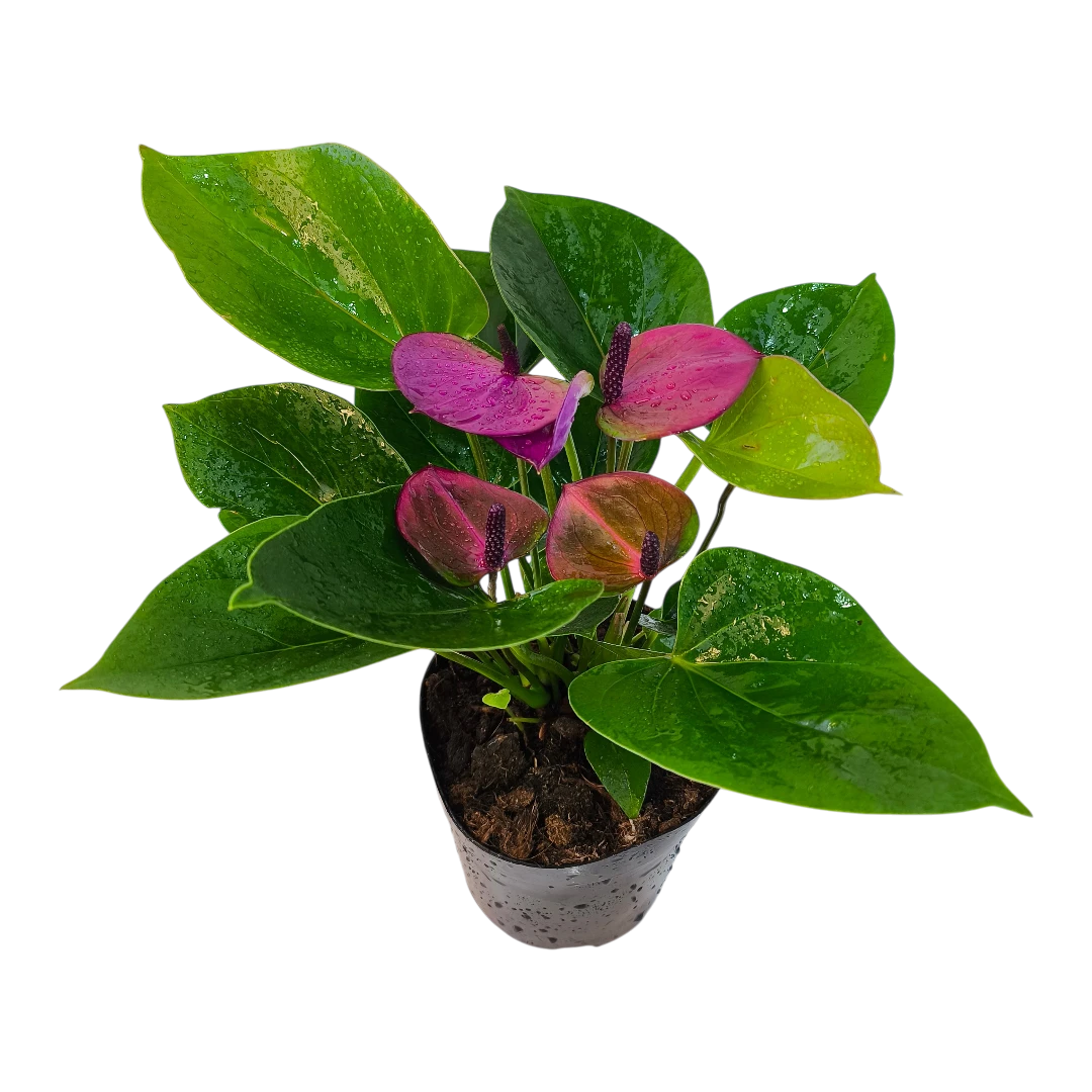 Антуриум Андреанум Бэби Перпл / Anthurium Andreanum Baby Pearl купить