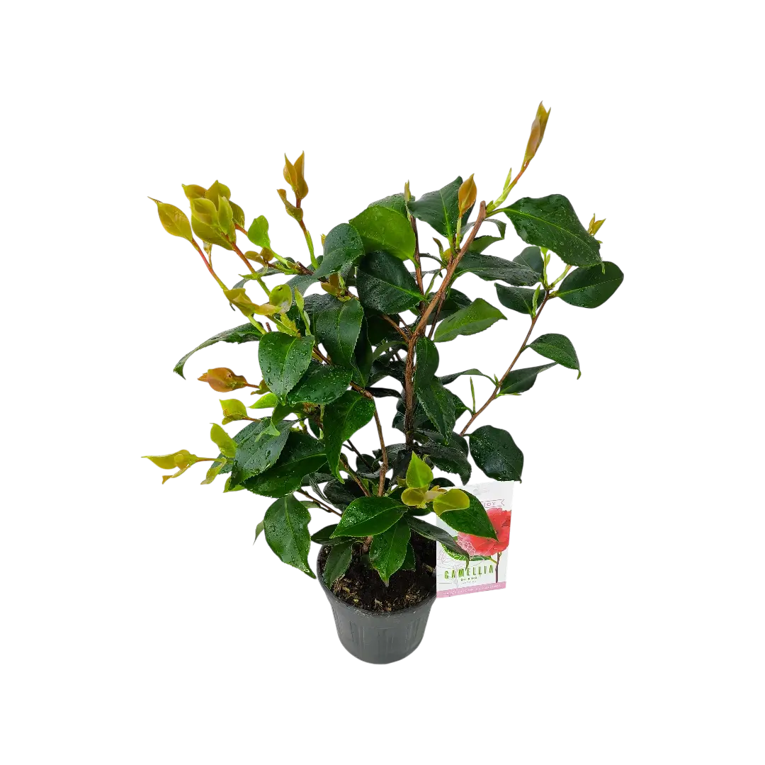 Камелия японская Доктор Кинг / Camellia japonica Dr. King купить