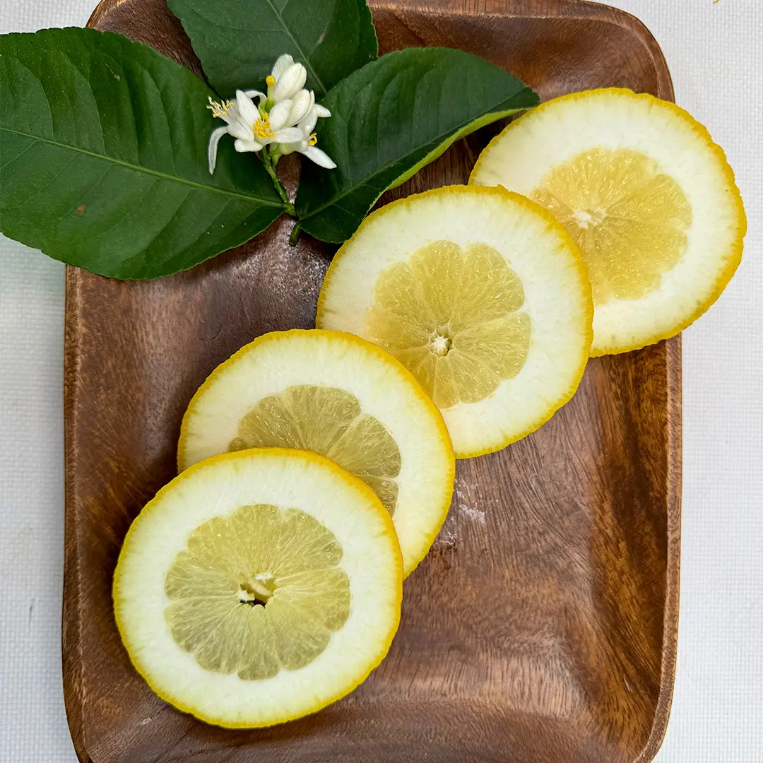Цитрон Пиретто / Citrus medica Piretto — цитрусовое растение, детальное фото
