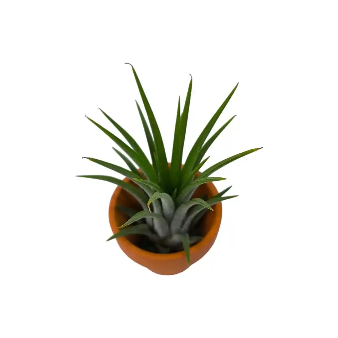 Тилландсия атмосферная в керамике / Tillandsia Cyaena In Terracotta Pot купить