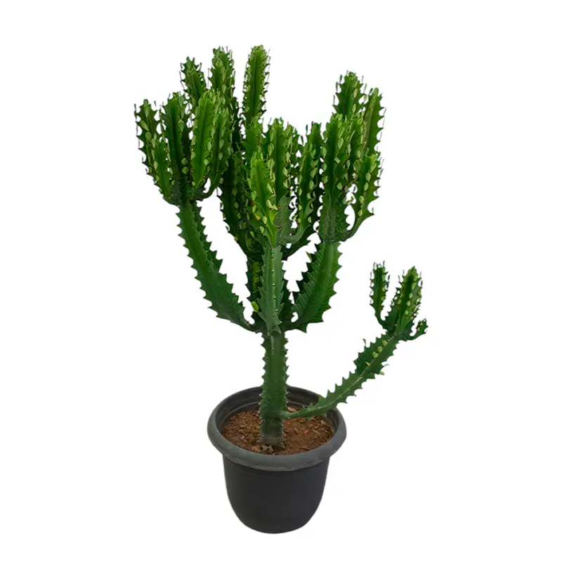 Молочай лактейный / Euphorbia lactea купить