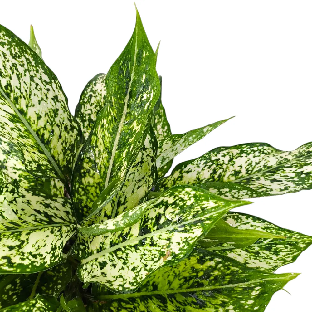 Аглаонема "Сноу Уайт" / Aglaonema "Snow white" купить