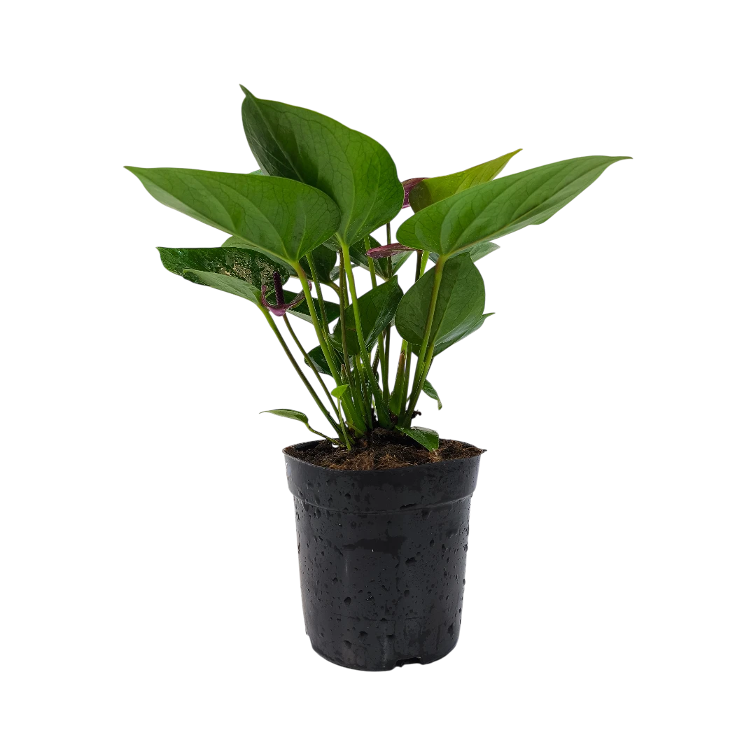 Антуриум Андреанум Бэби Перпл / Anthurium Andreanum Baby Pearl купить