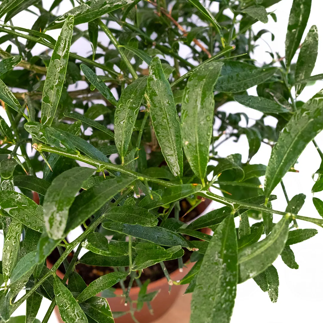 Микроцитрус Эреморанж / Microcitrus Eremоrange — цитрусовое растение, детальное фото

