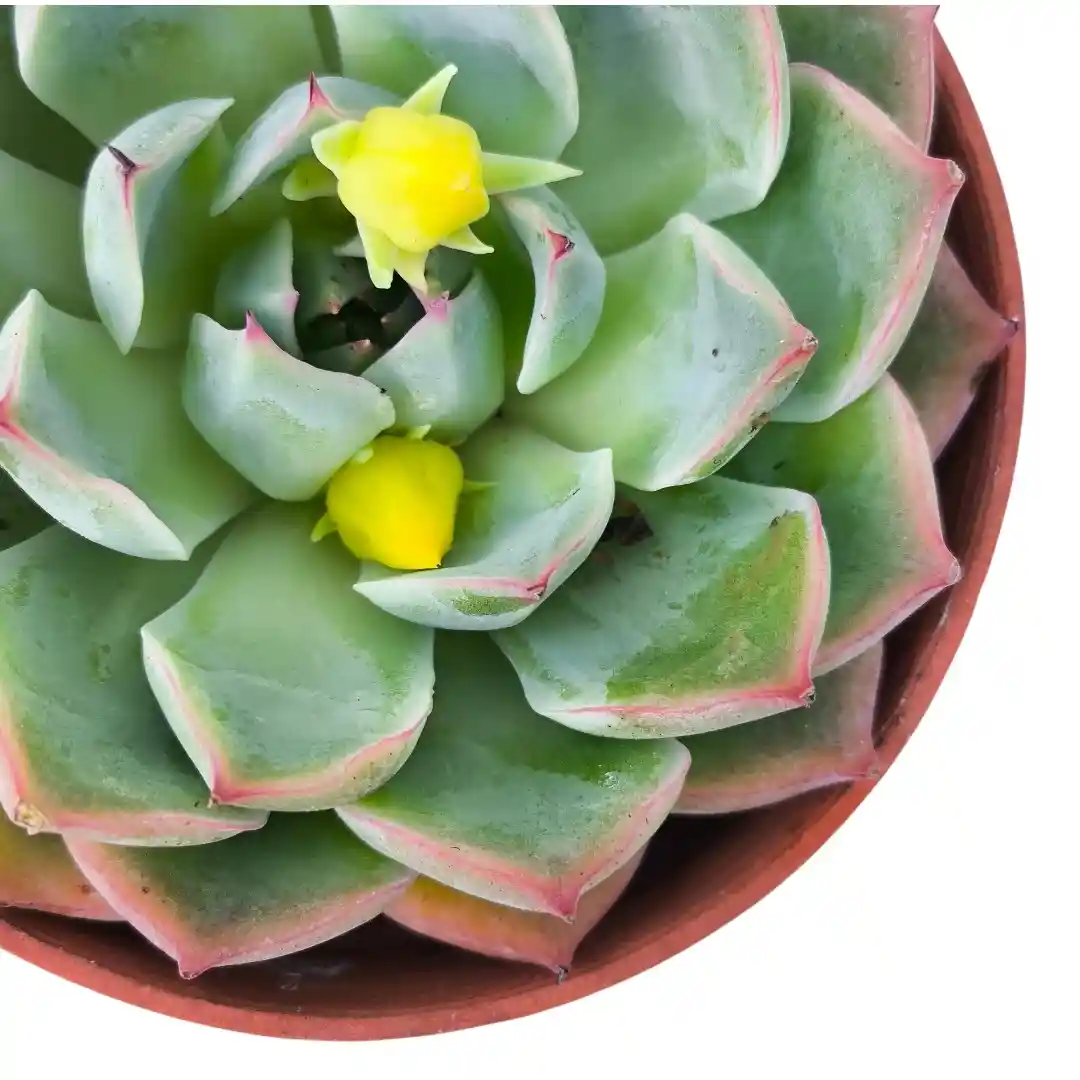 Эхеверия Лау / Echeveria laui купить