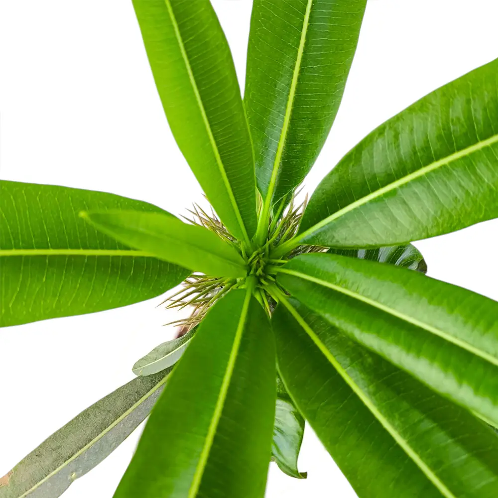 Пахиподиум / Pachypodium  Lamerei купить