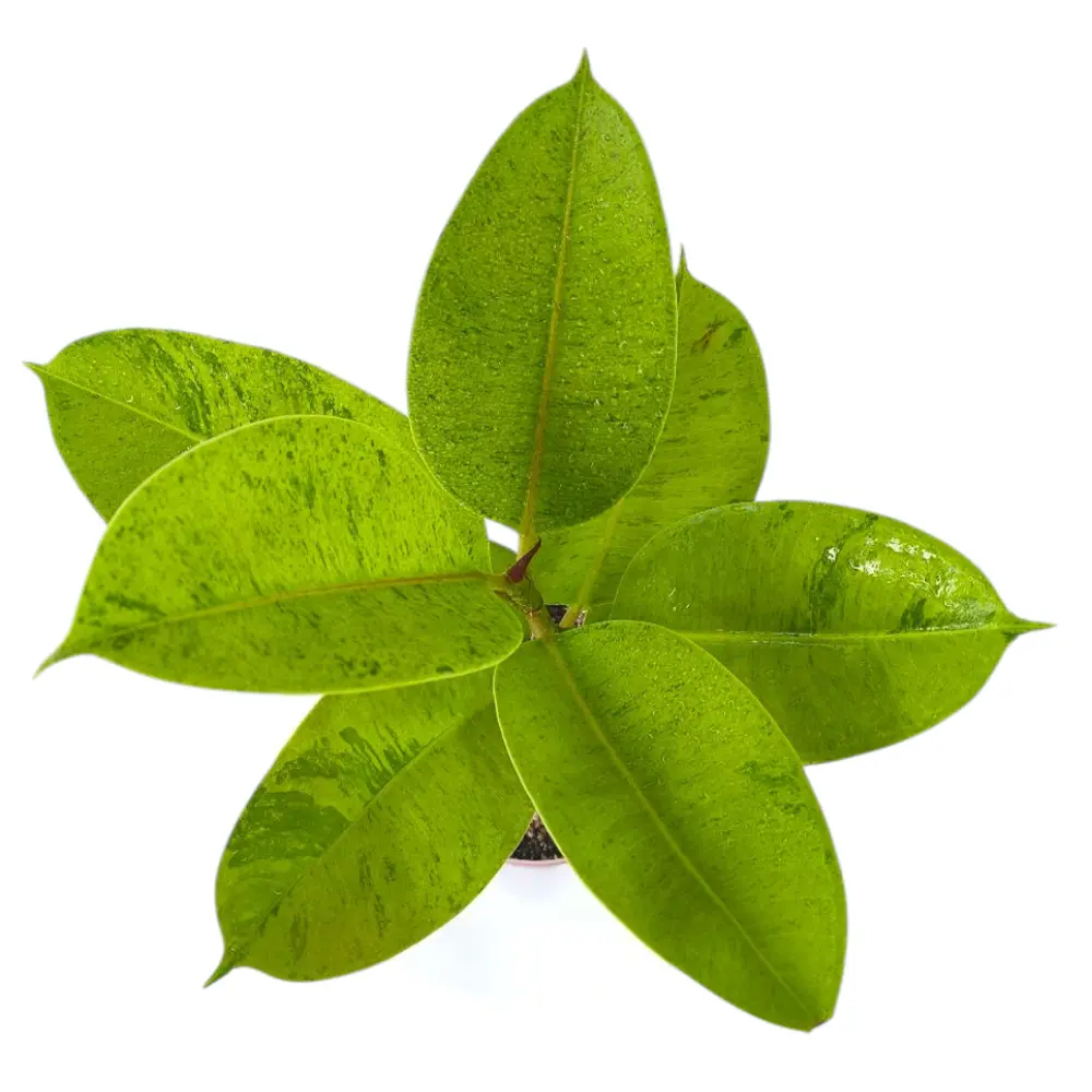 Фикус эластика "Шривериана" / Ficus elastica "Schrijveriana" купить