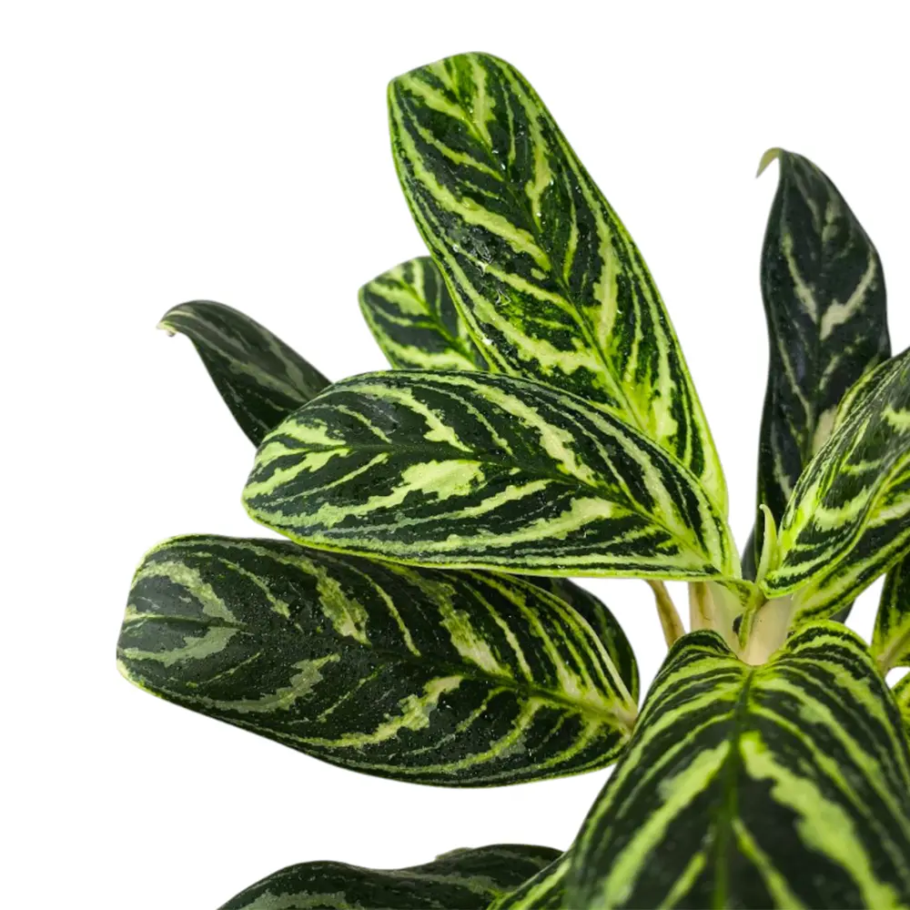 Аглаонема "Ivy Green" купить