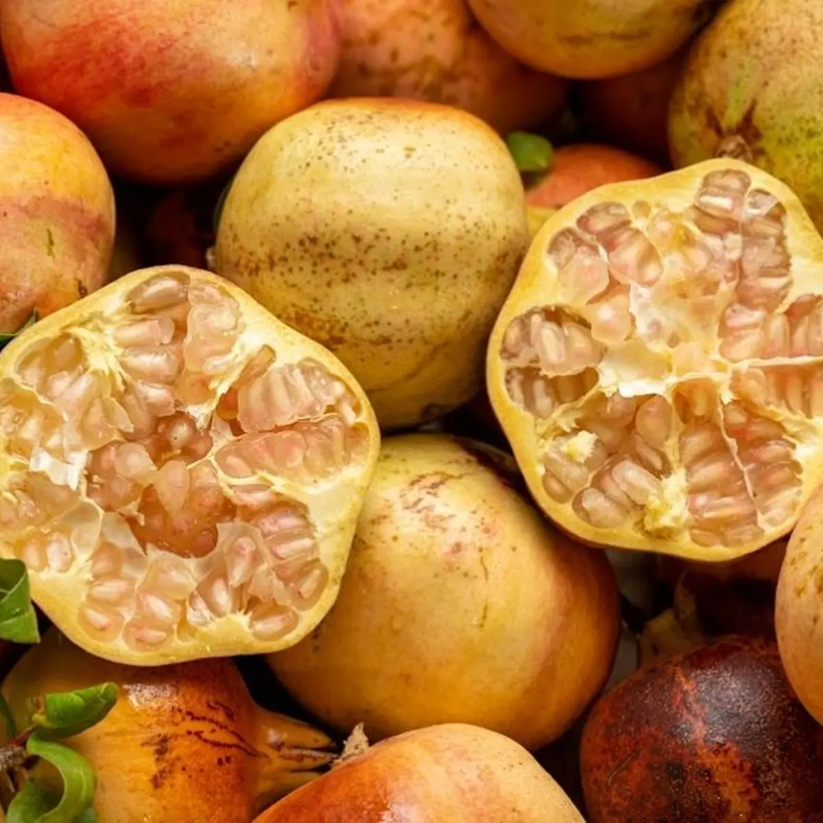 Гранат "Денте Кавалло" / Punica granatum dente cavallo