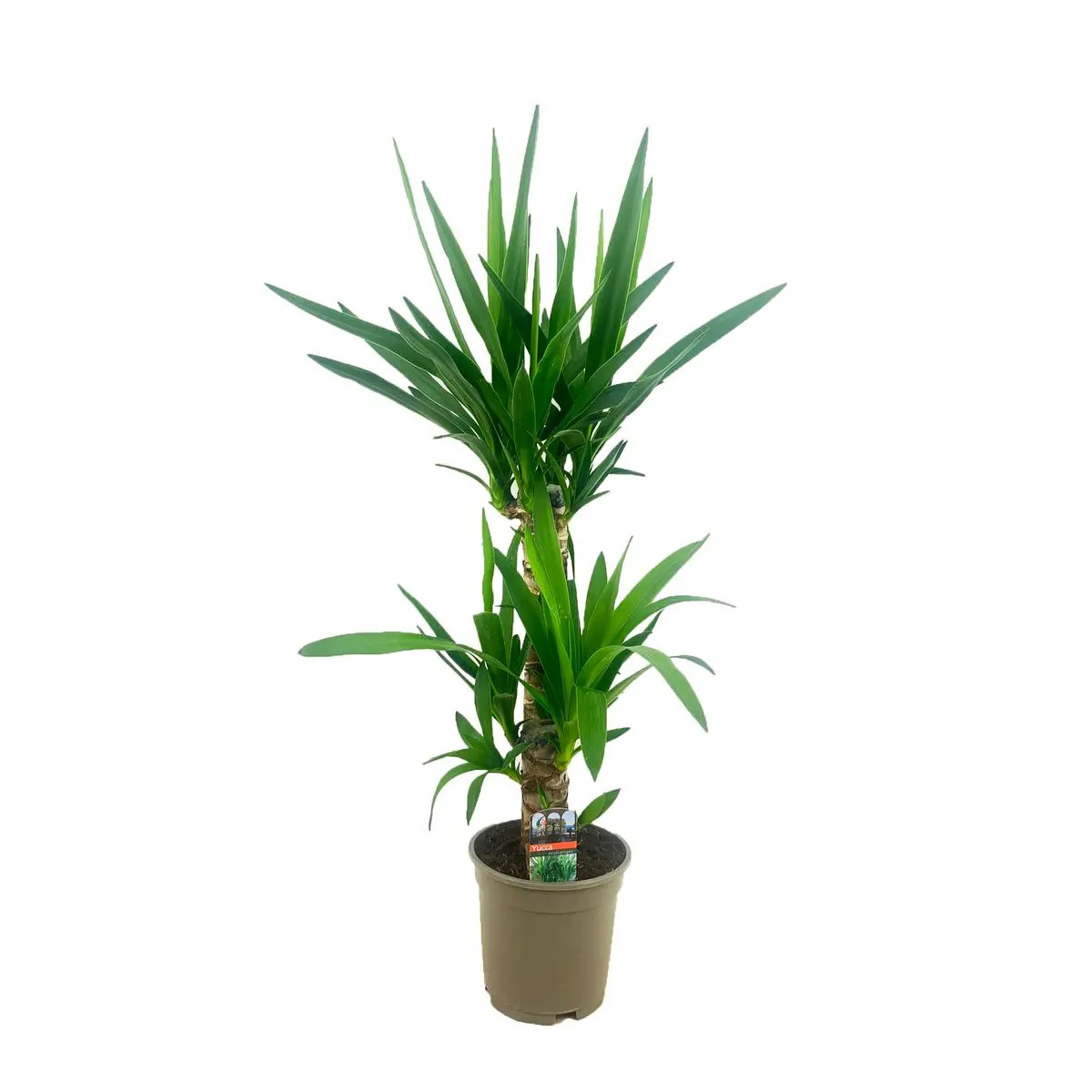 Юкка слоновая 2 ствола / Yucca Elephantipes купить