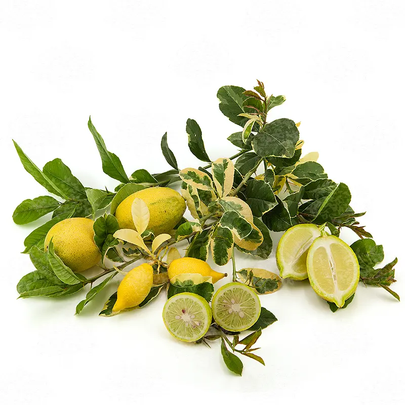Лайм Таити вариегатный / Lime Tahitian — цитрусовое растение, детальное фото
